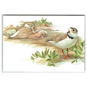 Piping Plover Bird Watcher's Digest Postcard by Julie Zickefoose Art